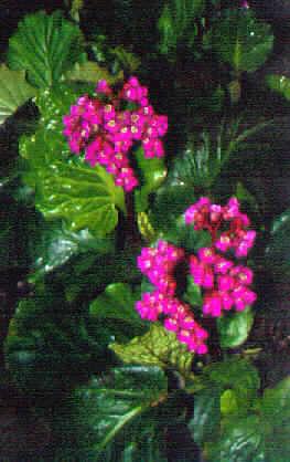 bergenia bressingh