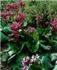 bergenia morgenrot