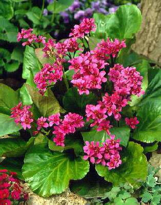 bergenia rotblum
