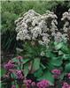 bergenia silberlic