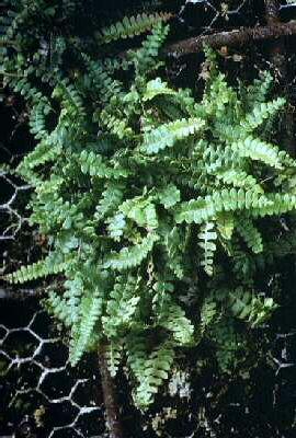 blechnum pennamari