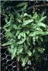 blechnum pennamari