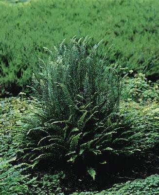 blechnum spicant