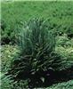 blechnum spicant