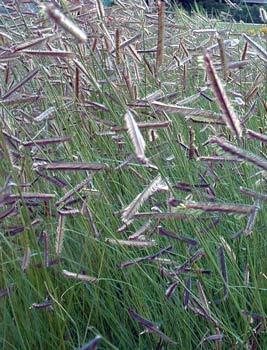 bouteloua-gracilis