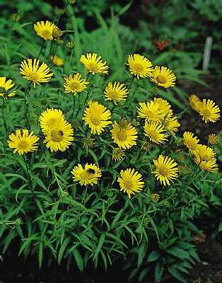 buphthalmum salici