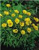 buphthalmum salici