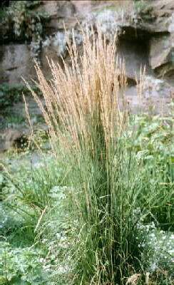 calamagrostis acut