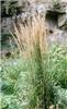 calamagrostis acut