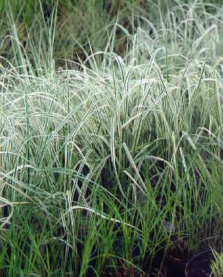 calamagrostis acut
