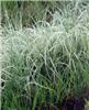 calamagrostis acut