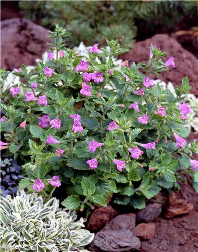 calamintha grandif