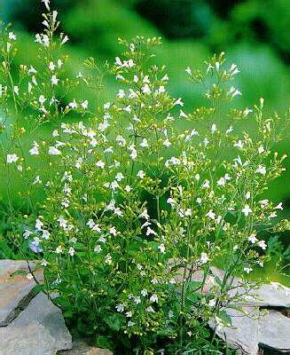 calamintha nepeta 