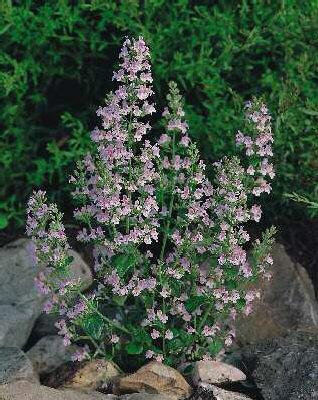 calamintha nepeta