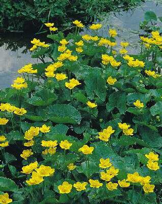 caltha palustris