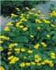 caltha palustris