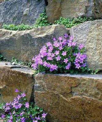 campanula birch hy