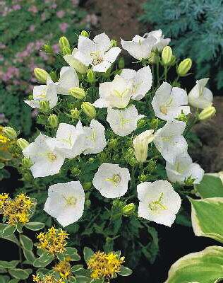 campanula carpatic