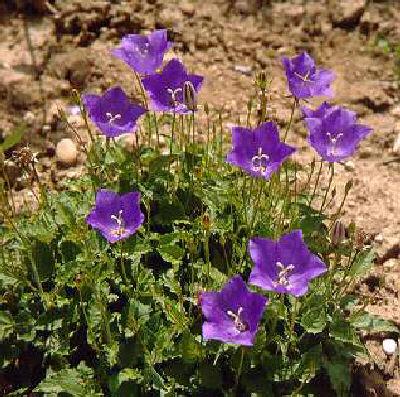 campanula carpatic