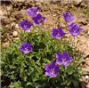 campanula carpatic