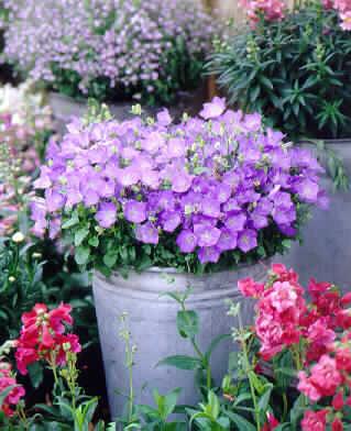 campanula carpatic
