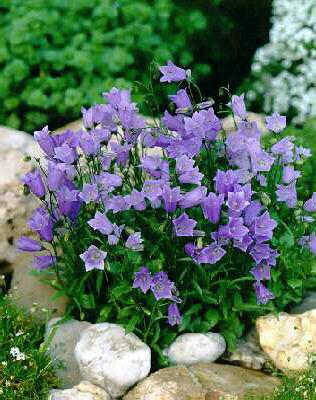 campanula cochlear