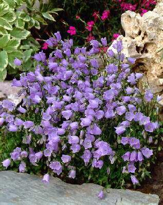 campanula cochlear