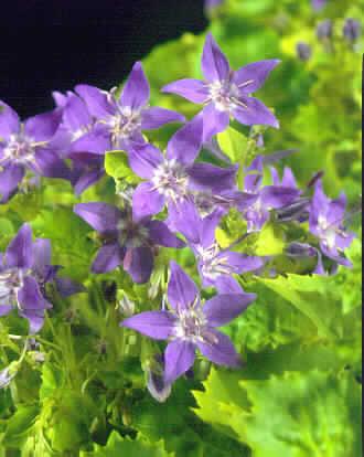campanula garganic