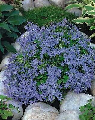 campanula garganic
