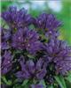 campanula glomerat