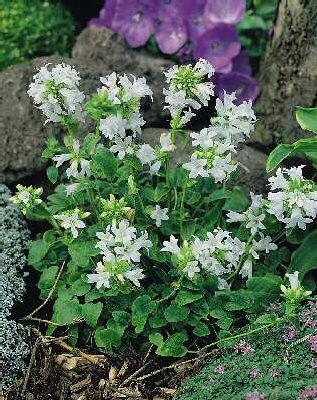 campanula glomerat