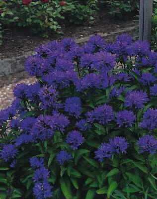 campanula glomerat