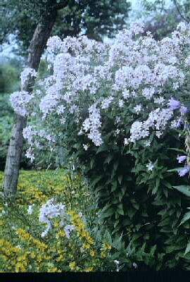 campanula lactiflo