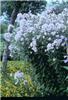 campanula lactiflo