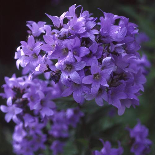 campanula lactiflo