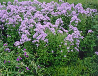 campanula lactiflo