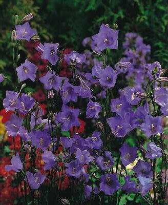 campanula persicif