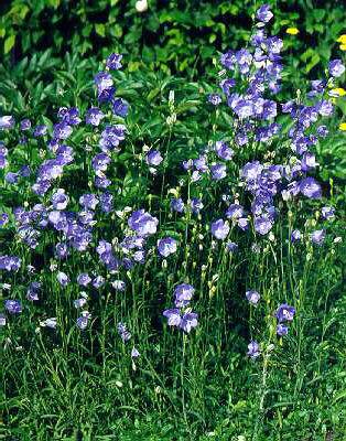 campanula persicif