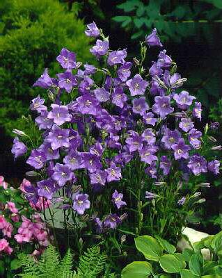 campanula persicif