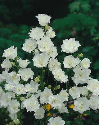 campanula persicifolia alba plena