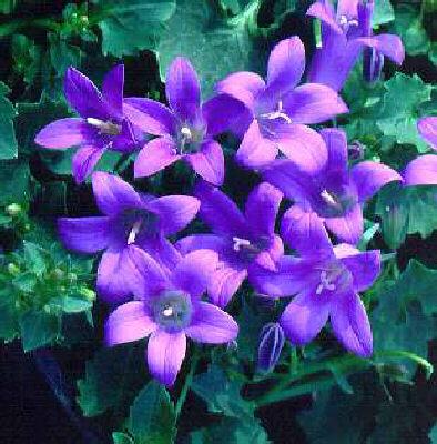 campanula portensc