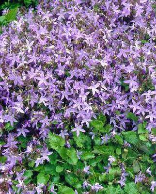 campanula poschars