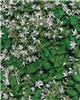campanula poschars