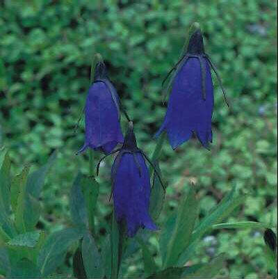 campanula pulla