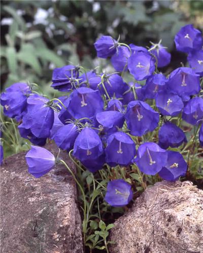 campanula pulloide