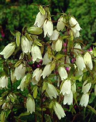 campanula punctata