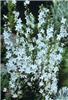campanula pyramida