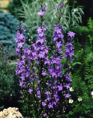 campanula pyramida