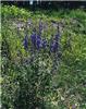 campanula rapunclo