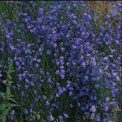 campanula rotundif